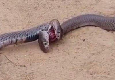 Икки кобра қаттиқ олишувга киришди (видео) фото