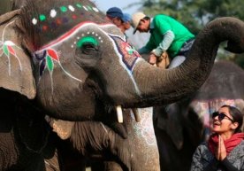 Nepalda fillar o‘rtasida go‘zallik tanlovi bo‘lib o‘tdi (foto) фото