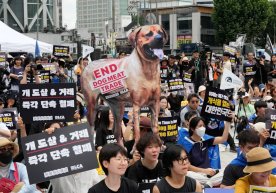 Starting in 2027, the slaughter of dogs and the sale of