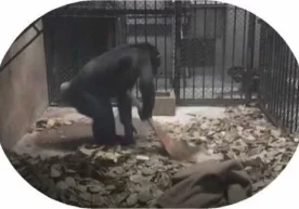 Хитойнинг Шэньян шаҳридаги ҳайвонот боғида 18 ёшли «Мэй