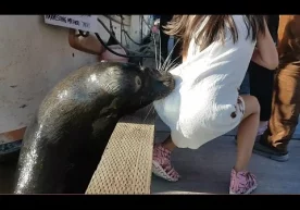 Канадада денгиз арслони қирғоқда ўтирган қизчага ҳужум