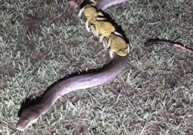 Fermer baqalarning pitonga minib olib «sayr qilayotganini» tasvirga oldi (video) фото