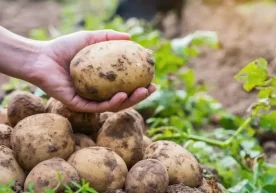 Миллий статистика қўмитаси 2025 йилнинг январ–сентябр