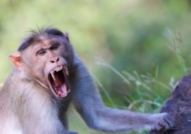 Таиландда 63 ёшли эркак Чайпҳум Се-Ин ёввойи маймундан