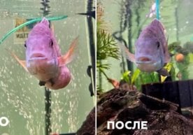 Россиянинг Зеленоград шаҳридаги ветеринария клиникасида