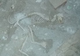 To‘xtasin akaning uyi ostidan «dinozavr» qoldiqlari chiqdi фото