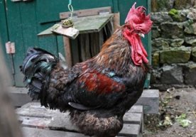 Францияда эрта тонгда қичқириб, яқин атрофдаги кишиларни