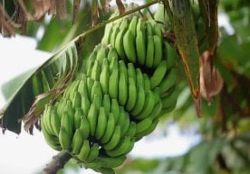 Испаниялик шифокор Уилям Ариаснинг таъкидлашича, яшил