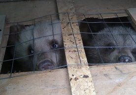 O‘zbekistonga olib kelinayotgan to‘rt ayiq bolasi Rossiyada ushlab qolindi фото