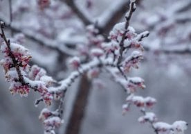 Бугун, 7 март куни Ўзбекистон ҳудудига совуқ антициклон