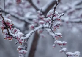 Бугун, 7 март куни Ўзбекистон ҳудудига совуқ антициклон