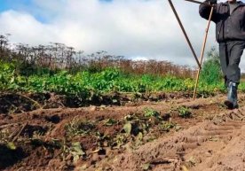 Fermerlarga ijara huquqini sotishga ruxsat beruvchi qonun loyihasi qabul qilindi фото