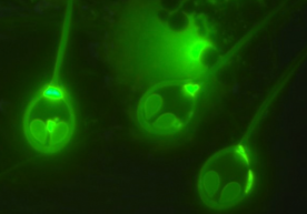 Фото: Science Alert Олимлар яшаши учун кислород талаб