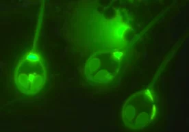 Фото: Science Alert Олимлар яшаши учун кислород талаб