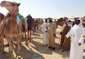 Saudiya Arabistonida tuyalar botoks tufayli go‘zallik tanlovidan chetlashtirildi фото