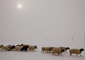 Мўғулистонда “дзуд” (бу қаттиқ қишни англатувчи мўғулча