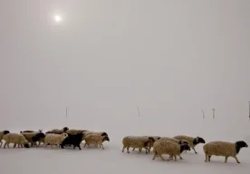 Мўғулистонда “дзуд” (бу қаттиқ қишни англатувчи мўғулча