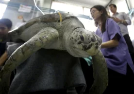 Бангкокдаги Чулалонгкорн университети ветеринарлари март