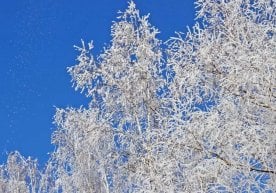 Жиззах вилоятида биринчи қор ёғди, деб хабар бермоқда Uzb