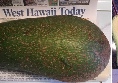 Кўчада сайр қилиб юрган аёл дунёдаги энг катта авокадо мевасини топиб олди фото