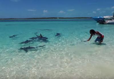 Дрон эгаси 4 ёшли болани акулалар ҳужумидан қутқариб қолди (видео) фото
