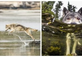 Денгиз бўрилари бизнинг тасаввуримиз маҳсули эмас, улар