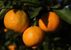 Shifokor-pediatr Darya Maslennikovaning aytishicha, qish