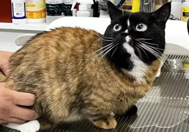 Фото: ‘‘Правила жизни’’ Интернетда ғайриоддий мушук сурати