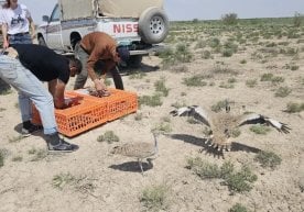 Қорақалпоғистондаги Устюрт текислигига 893 бош йўрға