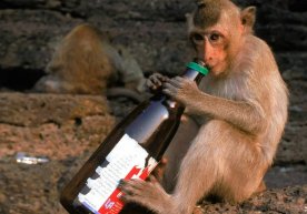 Alkogolga ruju qo‘ygan makaka zotli maymun. Foto: