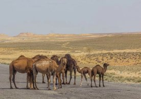 O‘zbekistonga navbatdagi issiqlik to‘lqini kirib kelmoqda фото