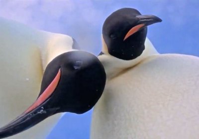 Антарктидада пингвинлар камера топиб олди ва селфи-видеога тушди (видео) фото