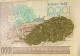 Мамлакатимизда гиёҳвандлик воситаларини ноқонуний