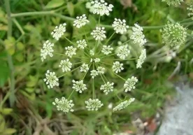 1. Cicuta maculata Ушбу гул тарихий буюк шахс Суқротнинг