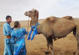 Xitoyda sotib yuborilgan tuya o‘zining eski xo‘jayini oldiga 100 kilometr yo‘l bosib qaytib keldi (video) фото