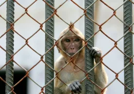 Фото: Getty Images АҚШнинг Жанубий Каролина штати