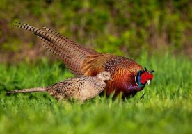 Qoraqalpog‘istonda qirg‘ovullarni ovlashga ikki yillik taqiq o‘rnatildi фото