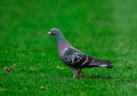 Belgiyada kabutar rekord narxga sotildi (foto) фото