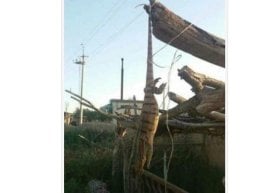 Foto: O‘zA Ijtimoiy tarmoqlar va OAVda Qashqadaryo