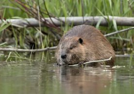 In the Czech Republic, beavers completed the planned dam in two days фото