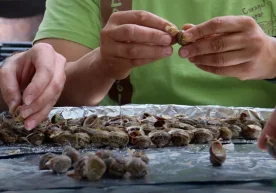The traditional "Aplec del Caragol" festival has