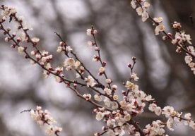 8 Марта Халқаро аёллар куни муносабати билан Ўзбекистонда