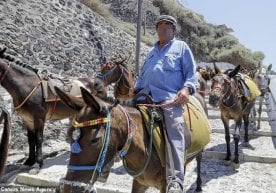 Gretsiyada semiz sayyohlarga eshakka minish taqiqlandi фото