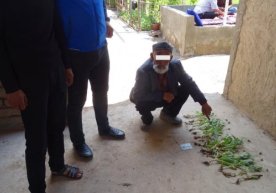 G‘uzorda ko‘knor yetishtirgan 73 yoshli otaxonga jinoyat ishi qo‘zg‘atildi фото