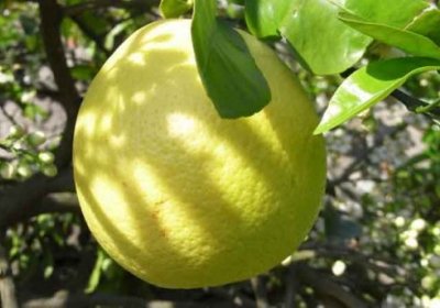 O‘zbek olimi 3 kilogrammlik limon etishtirdi фото