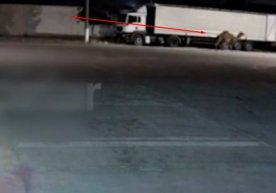 IIV Toshkentda tuyalarni “uchirib“ yuborgan Matiz bo‘yicha ma’lumot berdi (video) фото
