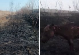 Қоракўл туманидаги зовурда содир бўлган ёнғин ҳолати туман