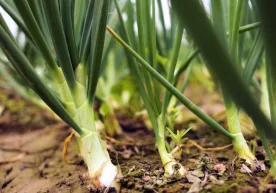 Фото: Agro.uz Қишлоқ хўжалиги вазирлиги ҳузуридаги