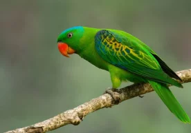 Фото: «Classpic.ru» Истанбулнинг барча ҳудудларида жуда