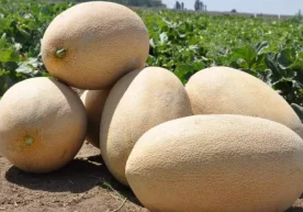 Қовун жуда кўп шакарни ўз ичига олади ва бу соғлиқ учун